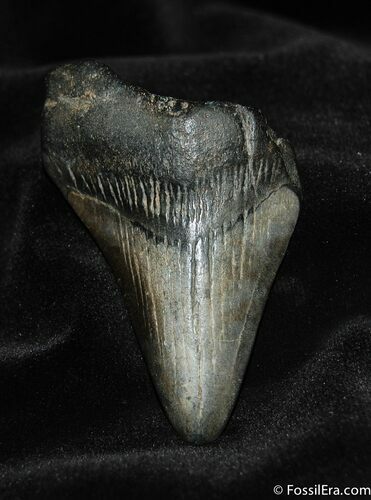 / Inch Bone Valley Megalodon Tooth #571